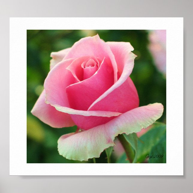 Impression rose rose rose (Devant)