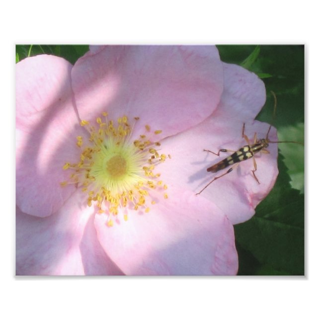Impression Rose sauvage (Devant)