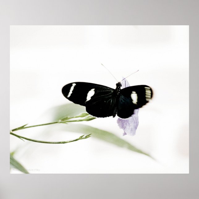 Impression Sara (Devant)