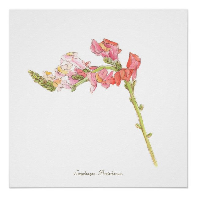 Impression Snapdragon, Affiche (Devant)