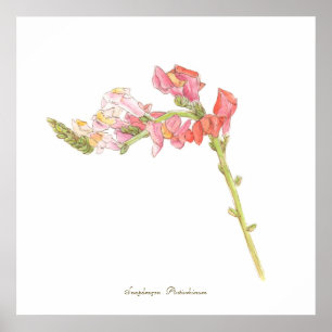 Impression Snapdragon, papier d'affiche de valeur 