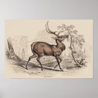 IMPRESSION STAG (WAPITI)