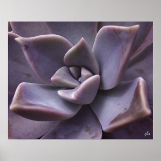 impression succulente