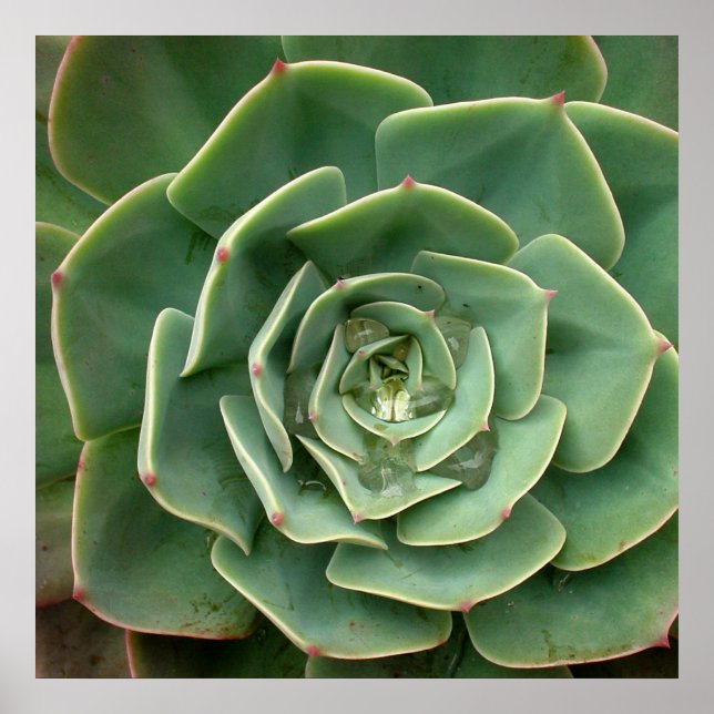 Impression succulente 2 (Devant)