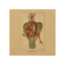 Anatomie d'un pigeon