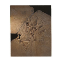 fossile de dinosaure