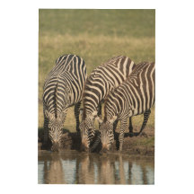 Photo Zebra dans un cadre naturel africain