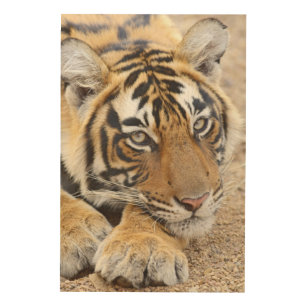 Impression Sur Bois Portrait de tigre de Bengale royal, Ranthambhor 4