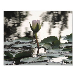Impression sur photo - Art mural de nénuphar