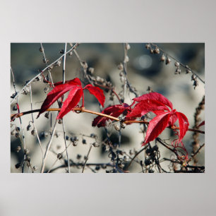 Impression sur toile Automne rouge