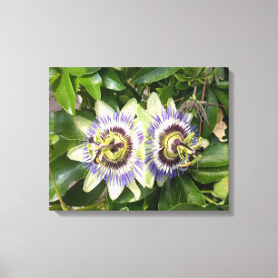 Impression sur toile botanique de la fleur de la p