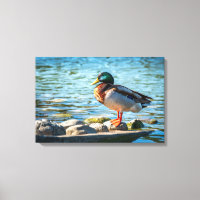 Impression sur toile Canard colvert | Art d'oiseau