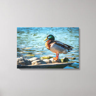 Impression sur toile Canard colvert   Art d'oiseau