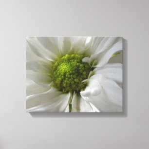 Impression sur toile Chrysanthème blanc