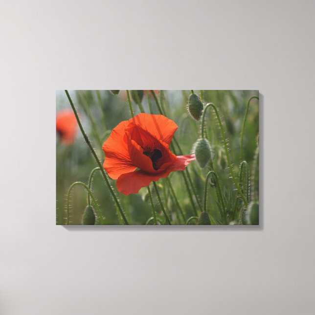Impression sur toile - Coquelicot rouge sauvage (Recto)
