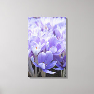 Impression sur toile de crocus enveloppé