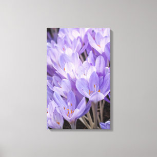 Impression sur toile de crocus enveloppé
