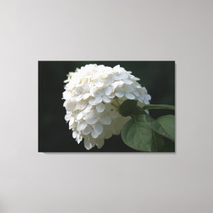 Impression sur toile de fleur d'hortensia Lime Bla