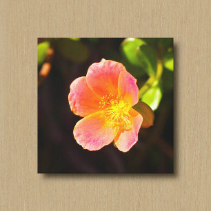 Impression sur toile de la fleur de rose de mousse