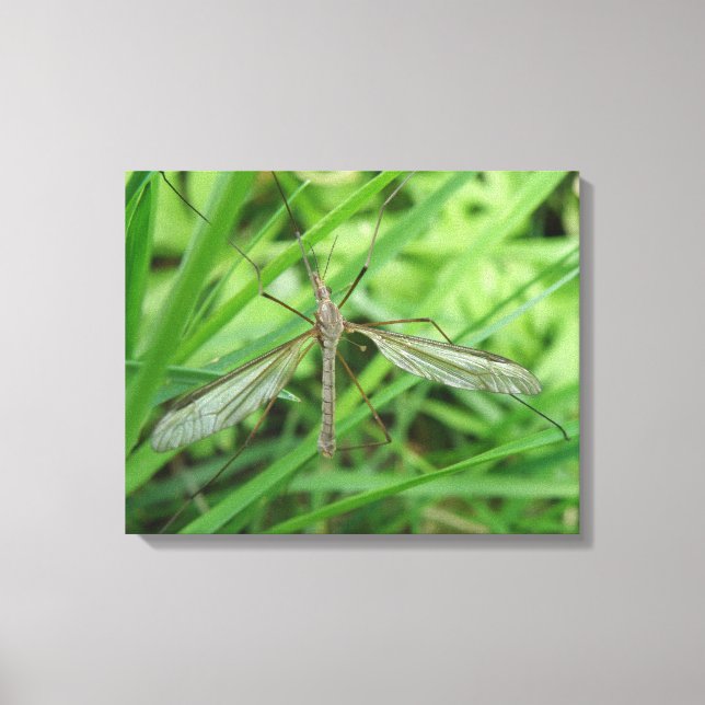 Impression sur toile de la tipule (Recto)