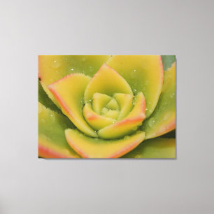 Impression sur toile de macro-art de succulente ém