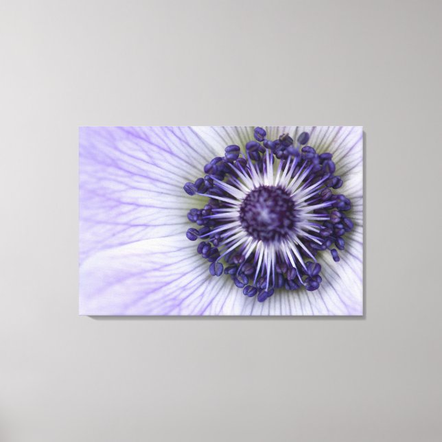Impression sur toile de macro fleur d'anémone viol (Recto)