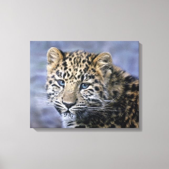 Impression sur toile de petit léopard (Recto)