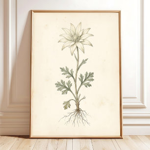 Impression sur toile Fleur de flanelle botanique
