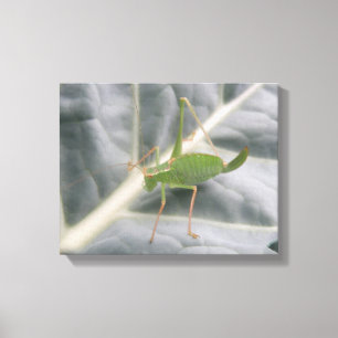 Impression sur toile macro du criquet vert