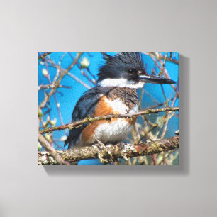 Impression sur toile Martin-pêcheur oiseau sauvage