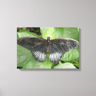 Impression sur toile Papillon et fleurs tropicales