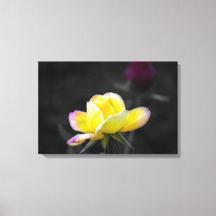 Impression sur toile Photographie de rose jaune