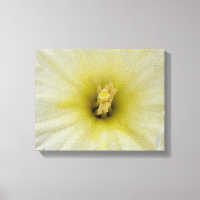 Impression sur toile Pretty Pale Daffodil (Recto)