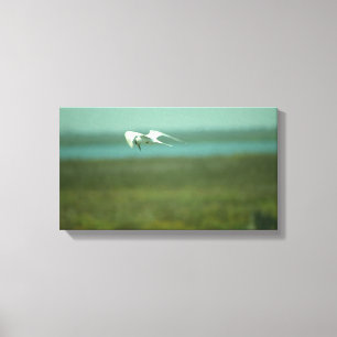 Impression sur toile - Sterne en vol (v.2)