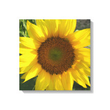 Impression sur toile tendue de tournesol