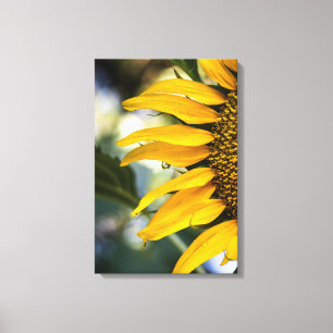 Impression sur toile Tournesol Pluie avec gouttes