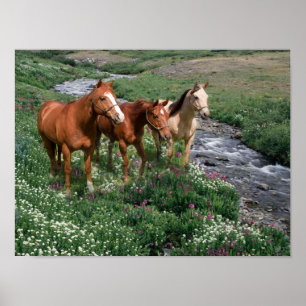 Impression Trio Cheval