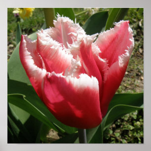 Impression Tulipe à franges roses