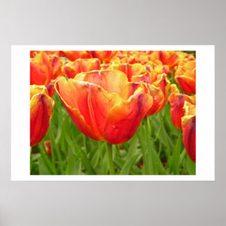 Impression Tulipe de secours