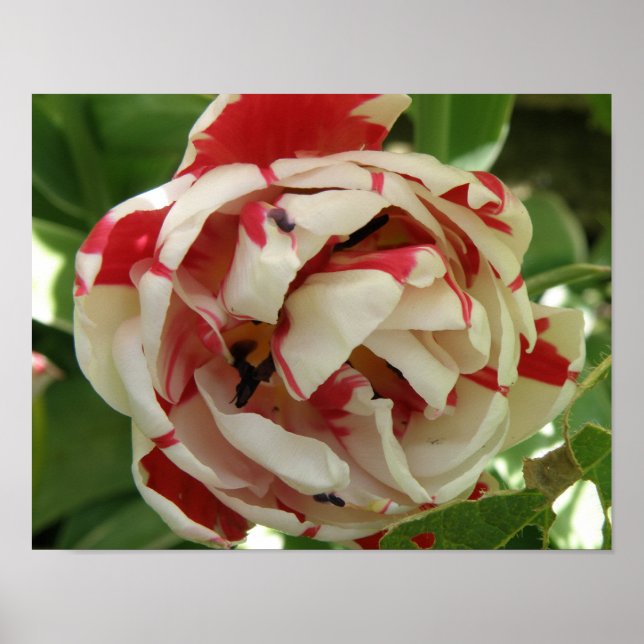 Impression Tulipe rose et blanc (Devant)