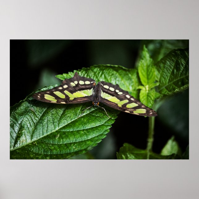 Impression verte dynamique (Devant)