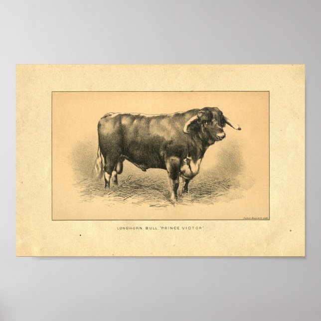 Impression vintage Bull 1888 (Devant)