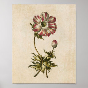 Impression vintage d'anémones florales