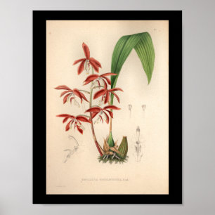 Impression Vintage de fleurs d'orchidées 1860