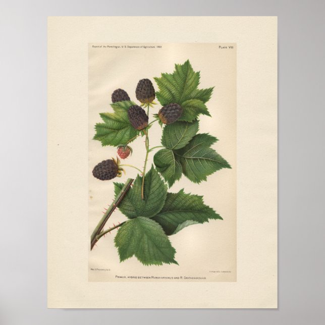 Impression vintage de framboise Primus (Devant)