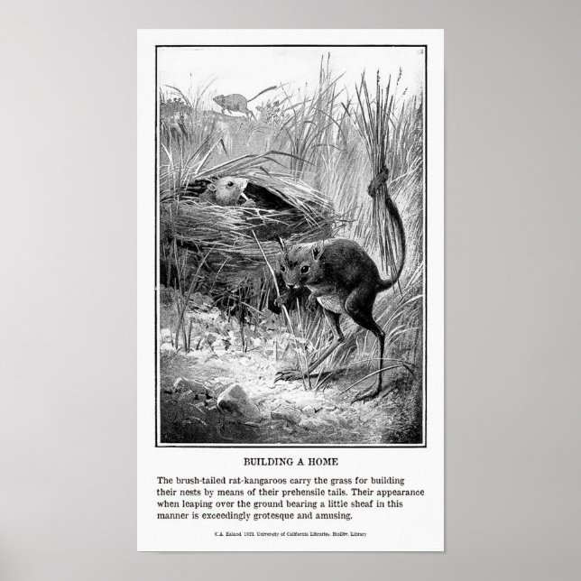 Impression vintage de Kangaroo Rat (Devant)