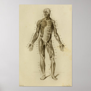 Impression Vintage de l'anatomie musculaire