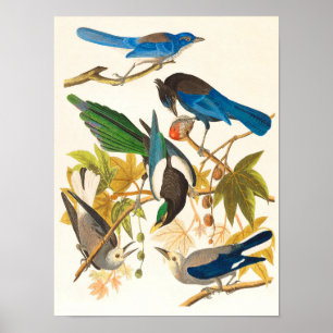 Impression vintage d'oiseaux