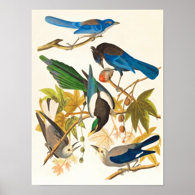 Impression vintage d'oiseaux (Devant)