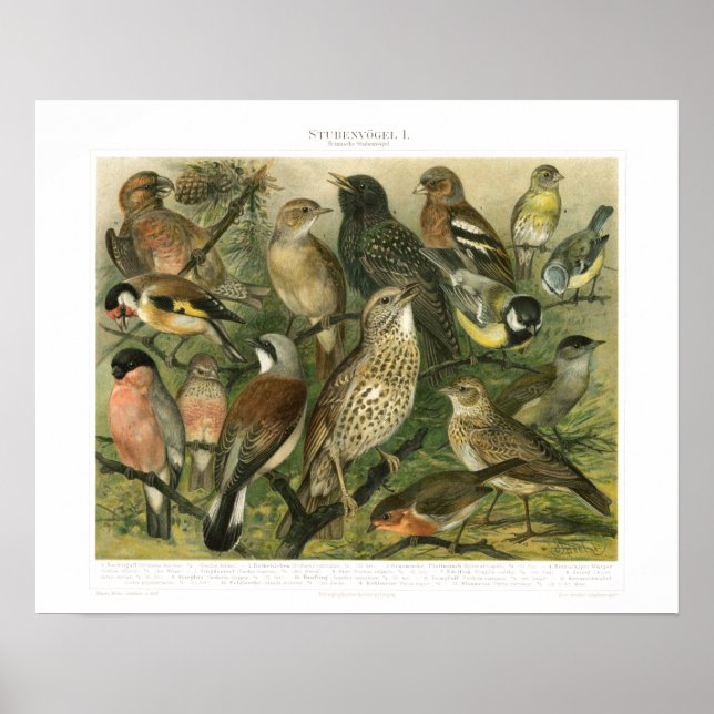 Impression vintage d'oiseaux chanteurs (Devant)